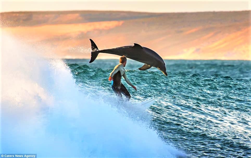Surfer and dolphin riding wave together at sunset.